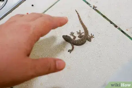 Immagine titolata Catch a Common House Lizard and Keep It As a Pet Step 2
