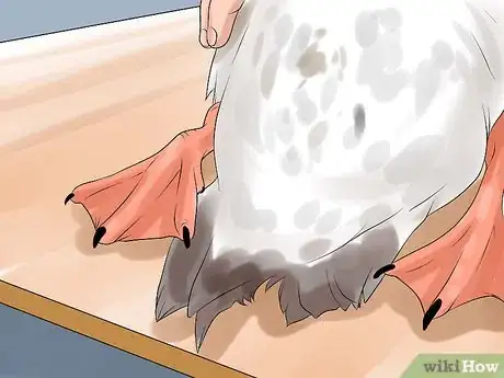 Immagine titolata Tell the Difference Between Male and Female Ducks Step 6
