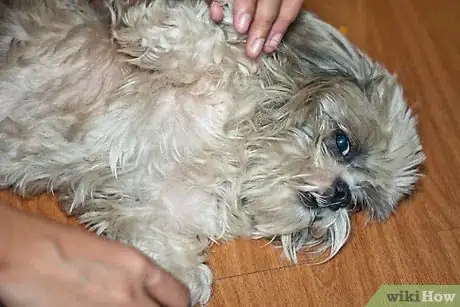Immagine titolata Brush Mats out of Dog Hair Step 2