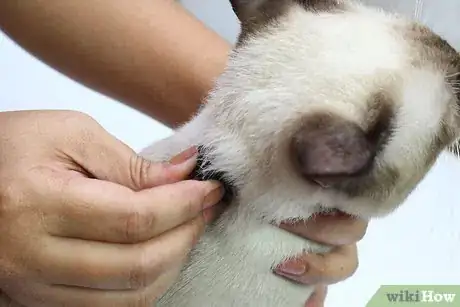 Immagine titolata Hold a Cat by the Scruff Step 15