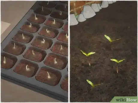 Immagine titolata Germinate Maple Tree Seeds Step 13