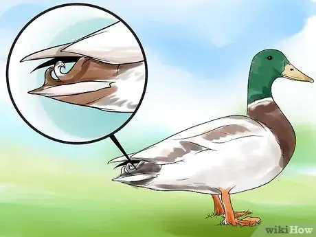 Immagine titolata Tell the Difference Between Male and Female Ducks Step 4