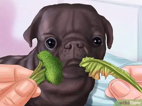 Immagine titolata Live with a Pug Dog Step 2