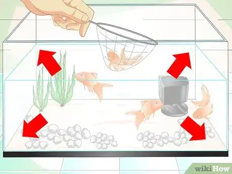 Immagine titolata Keep Aquarium Water Clear Step 11