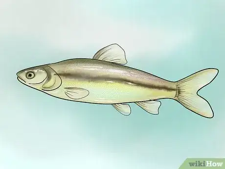 Immagine titolata Bait a Fishing Hook Step 2