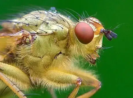 Immagine titolata La profondità di campo è minore man mano che ti avvicini al soggetto. Quest’immagine è stata scattata a f/6.3, e la profondità di campo è al massimo di un millimetro o due.