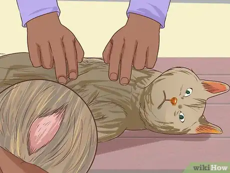 Immagine titolata Diagnose and Treat Bacterial Skin Infections in Cats Step 1