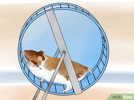 Immagine titolata Keep a Happy Hamster Step 3