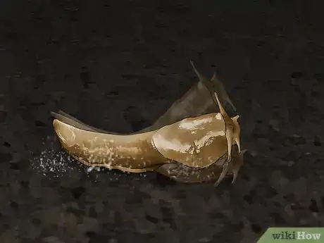 Immagine titolata Does Salt Kill Slugs Step 7