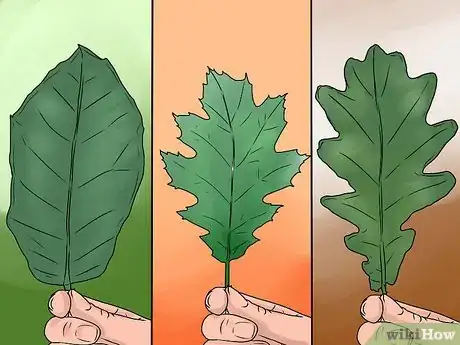 Immagine titolata Identify Oak Leaves Step 6
