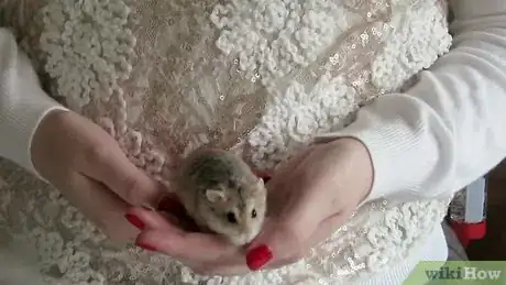 Immagine titolata Play With a Hamster Step 4