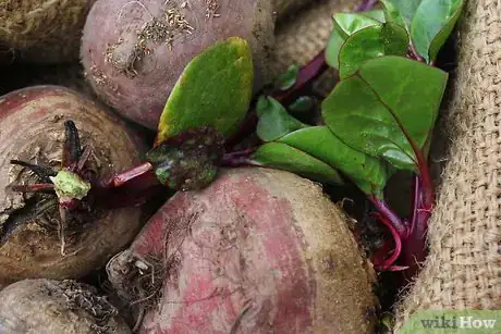 Immagine titolata Store Raw Beets Step 1