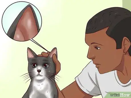 Immagine titolata Clean Your Cat When He Can't Do It Himself Step 14