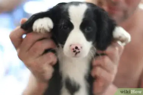 Immagine titolata Train Your Dog from Running out of Your House Step 3