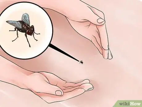 Immagine titolata Catch a Fly With Your Hands Step 11