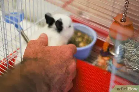 Immagine titolata Hold a Rabbit Step 10
