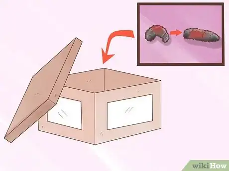 Immagine titolata Care for Woolly Bear Caterpillars Step 4