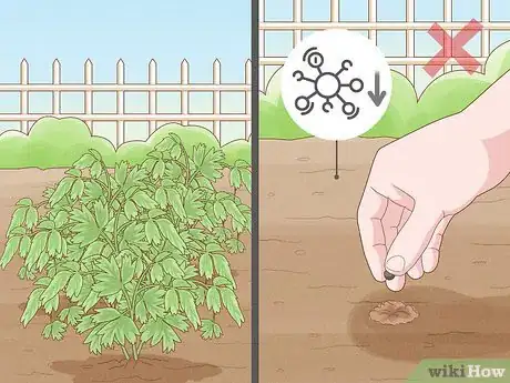 Immagine titolata Plant Peonies Step 4
