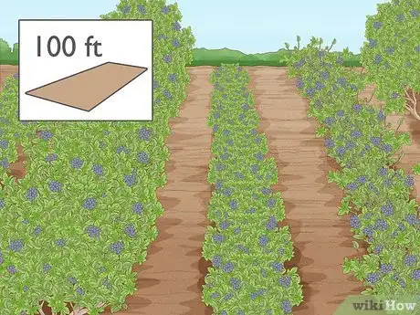 Immagine titolata Grow Blueberries Step 4