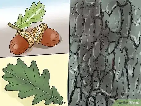 Immagine titolata Identify Oak Leaves Step 1