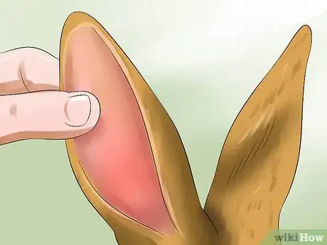 Immagine titolata Treat Heat Stroke in Rabbits Step 10