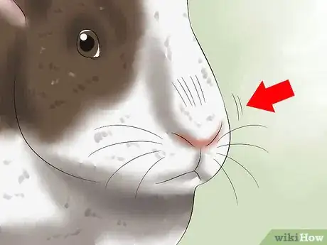 Immagine titolata Treat Heat Stroke in Rabbits Step 12