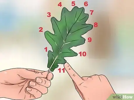 Immagine titolata Identify Oak Leaves Step 4