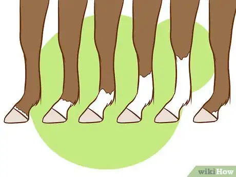 Immagine titolata Distinguish Horse Color by Name Step 1Bullet4