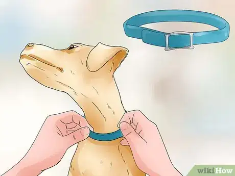 Immagine titolata Keep Fleas Off Dogs Step 2