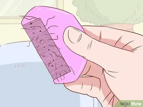 Immagine titolata Treat Crabs (Pubic Lice) Step 8