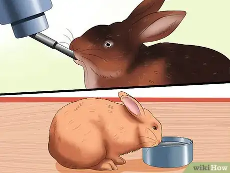 Immagine titolata Treat Heat Stroke in Rabbits Step 18
