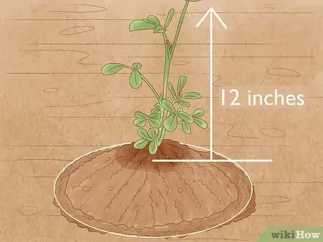 Immagine titolata Grow Peanuts Step 12