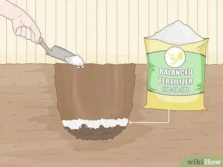 Immagine titolata Plant Peonies Step 9