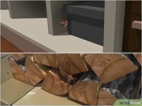 Immagine titolata Identify a Brazilian Wandering Spider Step 5