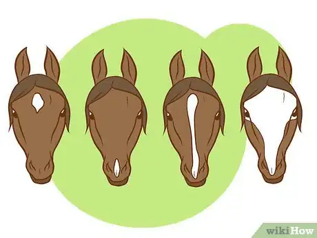 Immagine titolata Distinguish Horse Color by Name Step 1Bullet5