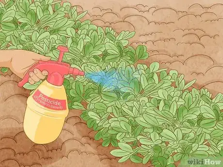 Immagine titolata Grow Peanuts Step 17