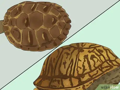 Immagine titolata Tell the Difference Between a Tortoise, Terrapin and Turtle Step 6