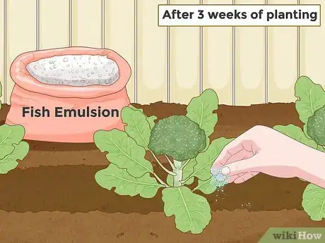 Immagine titolata Grow Broccoli Step 15