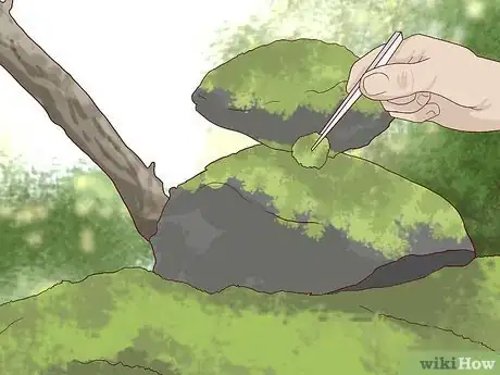 Immagine titolata Find and Care for a Pet Tardigrade (Water Bear) Step 3