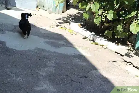 Immagine titolata Train Your Dog from Running out of Your House Step 4