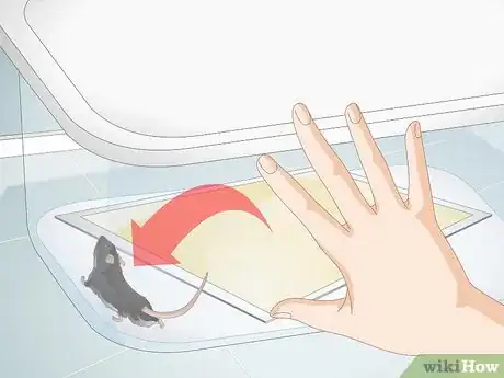 Immagine titolata Remove a Live Mouse from a Sticky Trap Step 6
