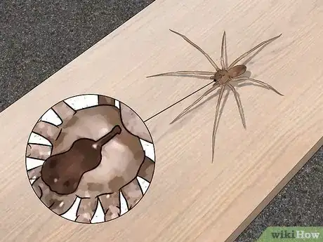 Immagine titolata Identify a Brown Recluse Step 2