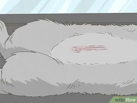 Immagine titolata Care for Rex Rabbits Step 2