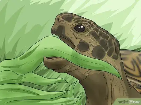 Immagine titolata Tell the Difference Between a Tortoise, Terrapin and Turtle Step 9