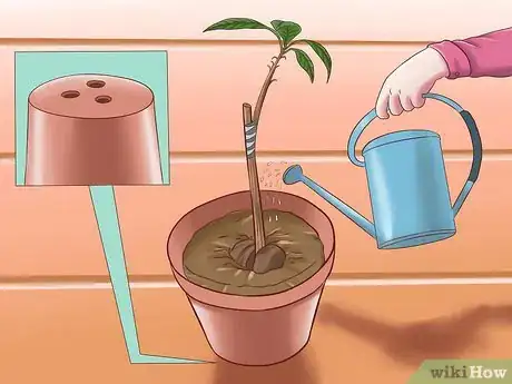 Immagine titolata Grow Avocados Step 17
