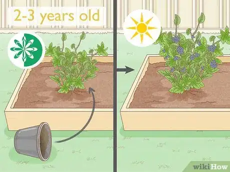 Immagine titolata Grow Blueberries Step 8