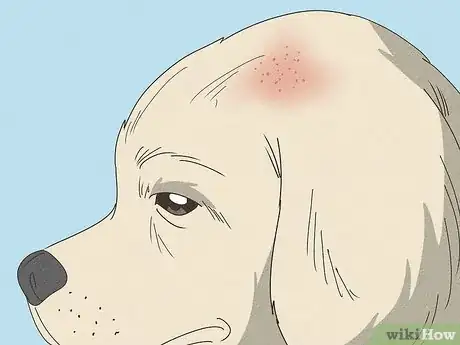 Immagine titolata Treat Flea Bites on Dogs Step 1