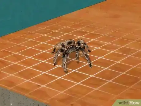 Immagine titolata Pick up a Tarantula Step 4