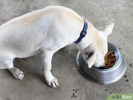Immagine titolata Care for a Labrador Retriever Step 1