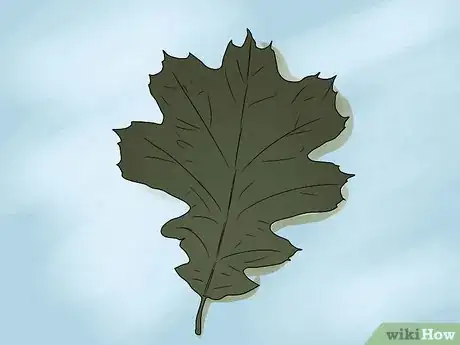 Immagine titolata Identify Oak Leaves Step 16